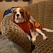 Walter joined the competition — help win amazing prizes! armchair, brown_and_white, canine, cavalier_king_charles_spaniel, clothed_dog, cozy, dog, floppy_ears, furniture, home, indoors, long_ears, lounging, orange_sweater, patterned_fabric, pet, photography, portrait, relaxed, sitting