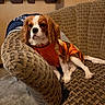 armchair, brown_and_white, canine, cavalier_king_charles_spaniel, clothed_dog, cozy, dog, floppy_ears, furniture, home, indoors, long_ears, lounging, orange_sweater, patterned_fabric, pet, photography, portrait, relaxed, sitting