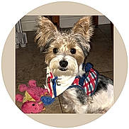 Milo is registered to the contest to win money with this photo: dog, small_dog, pet, fluffy, shaggy, ears, black_and_white, brown, plaid, bandana, clothing, costume, toy, stuffed_animal, floor, indoor, portrait, sitting, looking_at_camera, cute