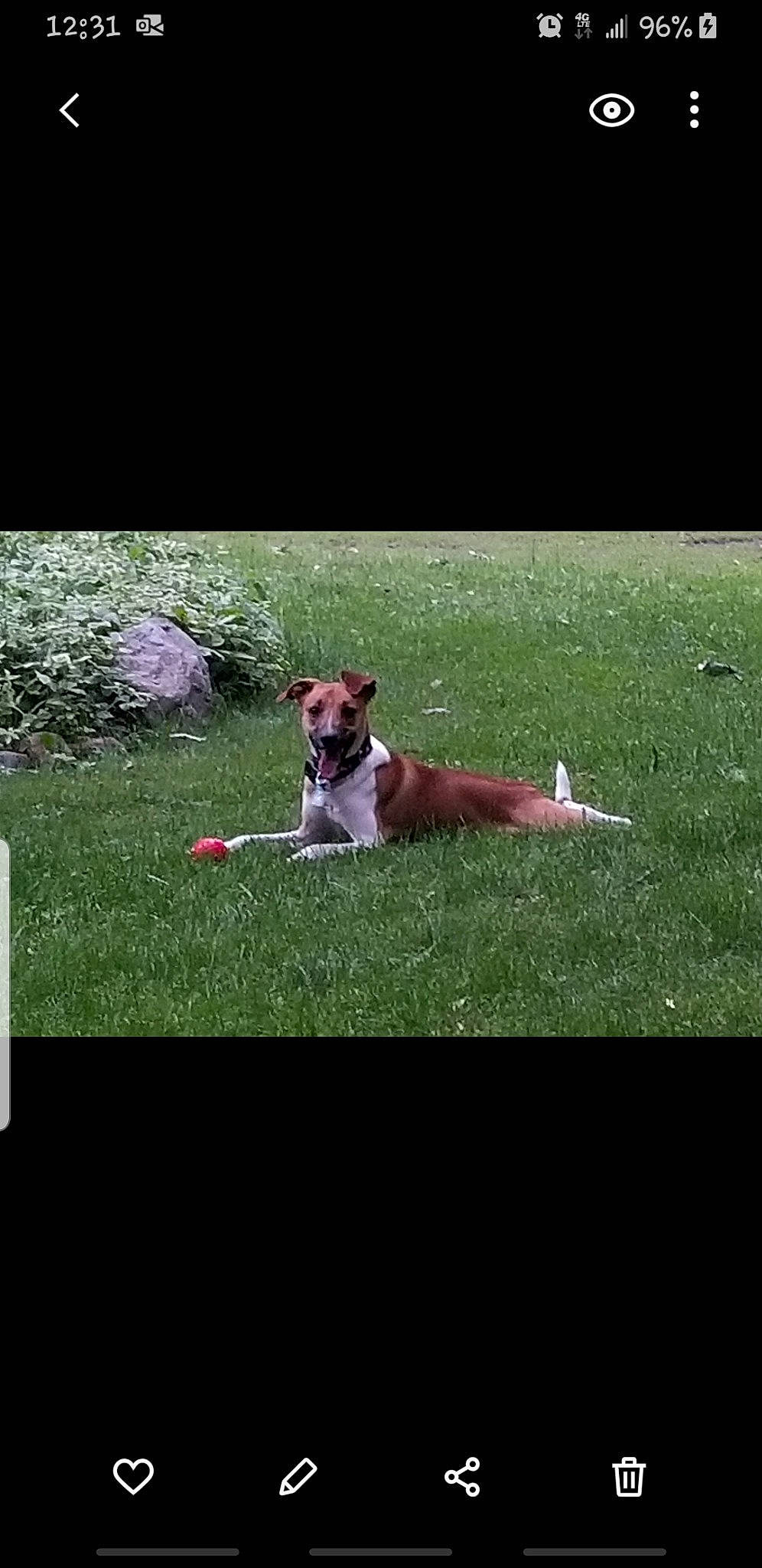 Max joined the competition — help win amazing prizes! canidae, carnivore, companion_dog, display_device, dog, dog_breed, fawn, grass, grassland, happy, landscape, lawn, leisure, pasture, people_in_nature, photo_caption, plant, rectangle, sporting_group, square