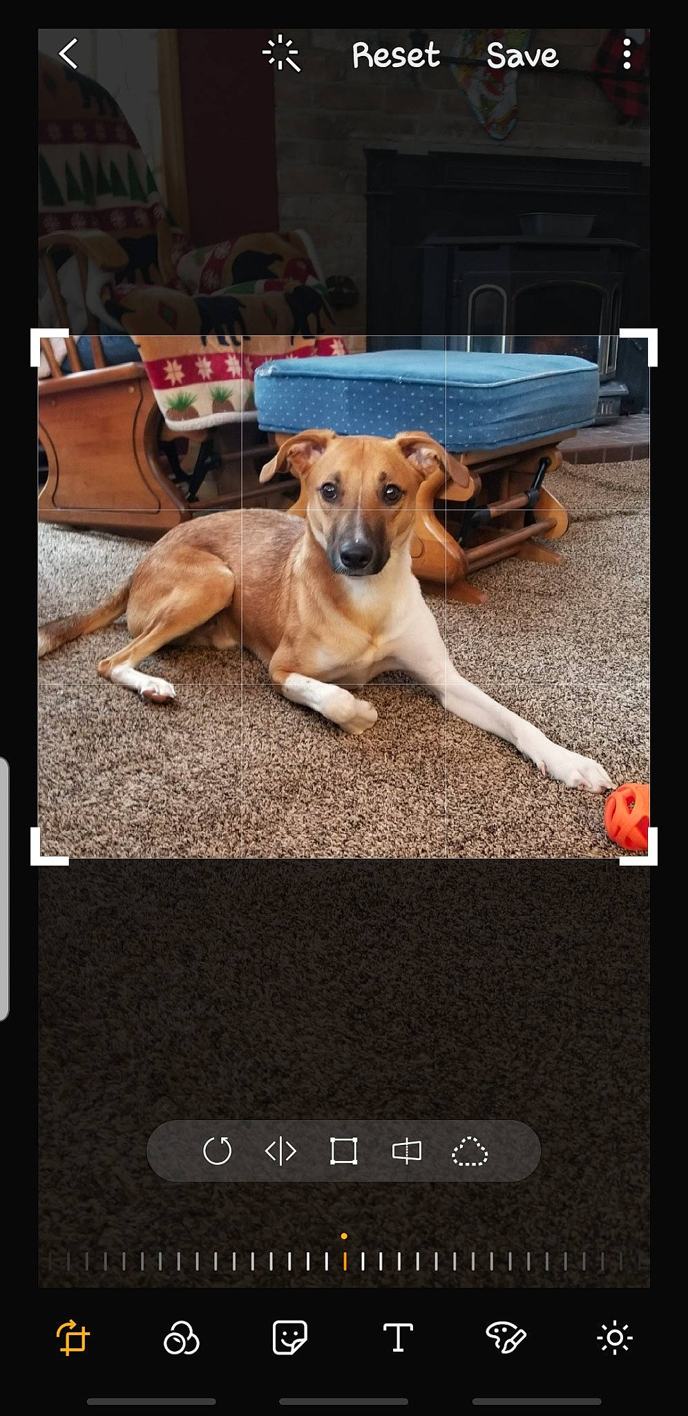 Max joined the competition — help win amazing prizes! ancient_dog_breeds, canidae, carnivore, chair, collar, companion_dog, dog, dog_breed, dog_supply, fawn, flooring, font, paw, photo_caption, screenshot, sporting_group, table