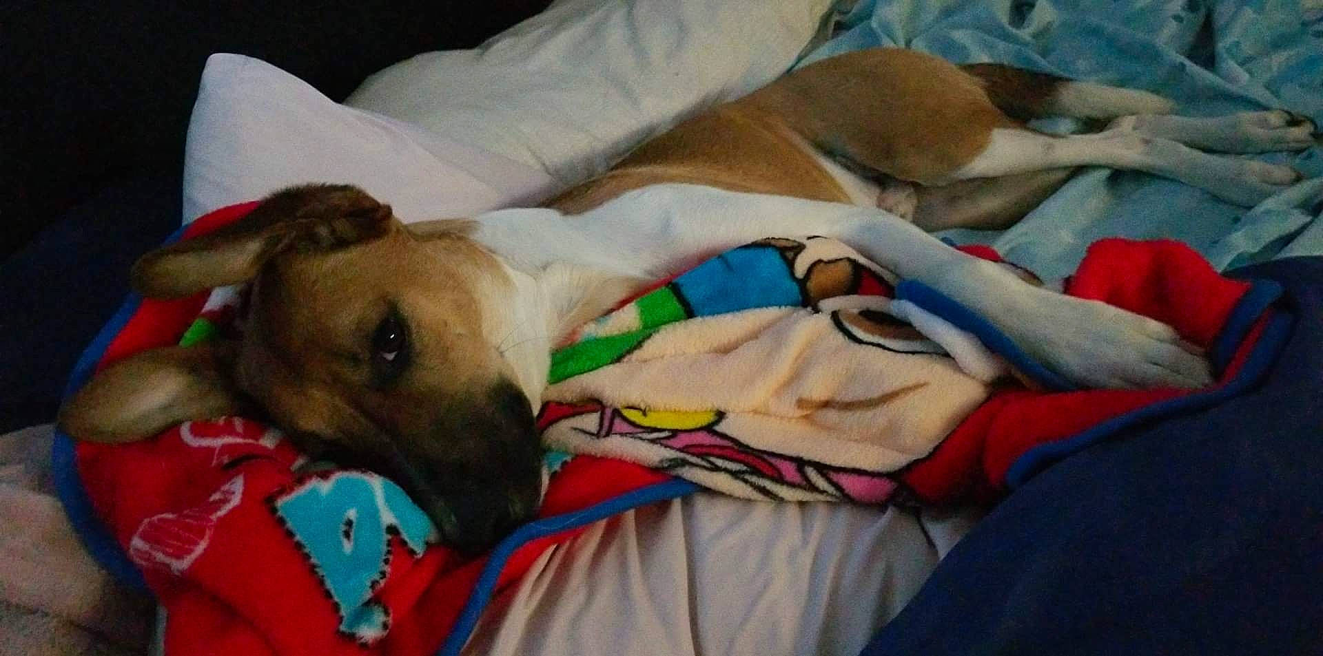 Max joined the competition — help win amazing prizes! blanket, canidae, carnivore, comfort, companion_dog, dog, dog_breed, dog_supply, fawn, guard_dog, linens, nap, non_sporting_group, pet_supply, sporting_group, toy_dog, working_animal