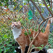 Titus participe au concours pour gagner de l'argent avec cette photo : animal, cat, chain_link_fence, curious, decorative_light, eyes, fence, fur, garden, ginger_cat, greenery, looking_up, nature, outdoor, pet, plant, potted_plant, tail, tree, white_fur
