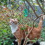 animal, cat, chain_link_fence, curious, decorative_light, eyes, fence, fur, garden, ginger_cat, greenery, looking_up, nature, outdoor, pet, plant, potted_plant, tail, tree, white_fur