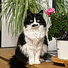 cat, black_and_white, longhaired, fluffy, portrait, sitting, indoors, houseplant, flower, pink_flower, potted_plant, wooden_furniture, shelf, tail, whiskers, ears, eyes, white_chest, pet, home_decor