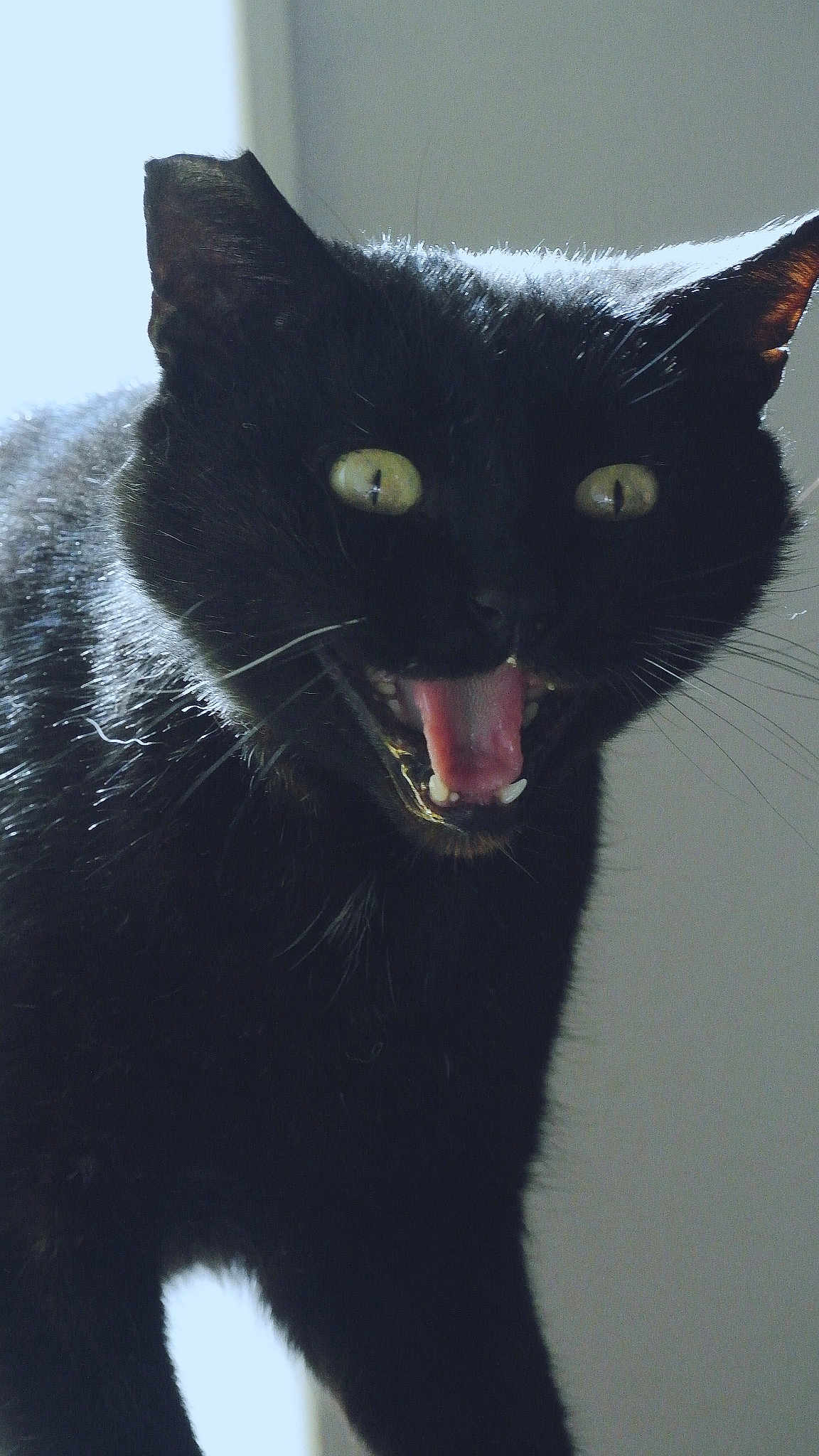 Salem