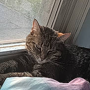 Callie Mae is registered to the contest to win money with this photo: cat, tabby_cat, window, blanket, resting, indoor, pet, feline, cozy, sleepy, mesh_screen, sunlight, fur, animal, cute, relaxed, home, domestic_cat, whiskers, ears