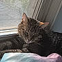 cat, tabby_cat, window, blanket, resting, indoor, pet, feline, cozy, sleepy, mesh_screen, sunlight, fur, animal, cute, relaxed, home, domestic_cat, whiskers, ears
