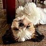 dog, puppy, fluffy, small_breed, white_fur, brown_fur, lying_down, upside_down, face, eyes, nose, ears, indoors, wooden_floor, table, chair, home, portrait, funny, pet