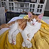 alert, blanket, cat, ears, eyes, feline, furniture, living_room, lying_down, mustard_yellow, orange_and_white, orange_fur, paws, pet, pink_nose, portrait, relaxed, television, whiskers, white_fur
