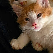Oliver And Oscar joined the competition — help win amazing prizes! adorable, animal, black_blanket, cat, close_up, cute, ears, eyes, face, feline, fur, indoors, kitten, orange_and_white, pet, pink_nose, portrait, sitting, two_cats, whiskers