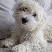 Adelle a rejoint le concours — aidez-le/la à gagner de superbes lots ! puppy, dog, white_fur, fluffy, pet, cute, couch, indoor, close_up, portrait, animal, fur, paw, relaxed, looking, small_dog, companion, domestic_animal, friendly, soft