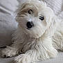 puppy, dog, white_fur, fluffy, pet, cute, couch, indoor, close_up, portrait, animal, fur, paw, relaxed, looking, small_dog, companion, domestic_animal, friendly, soft