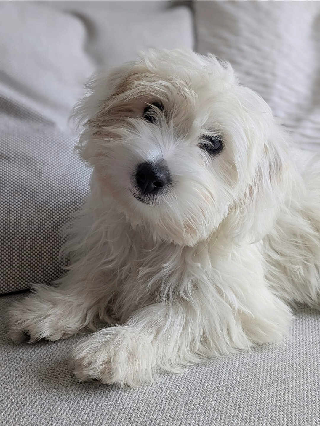 Adelle a rejoint le concours — aidez-le/la à gagner de superbes lots ! puppy, dog, white_fur, fluffy, pet, cute, couch, indoor, close_up, portrait, animal, fur, paw, relaxed, looking, small_dog, companion, domestic_animal, friendly, soft