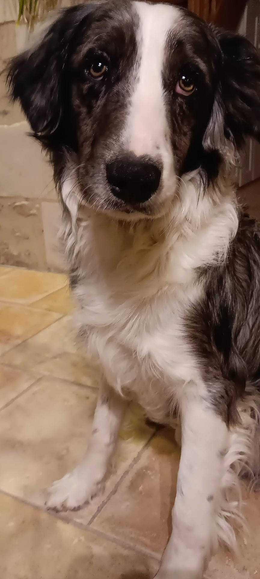 Vasco a rejoint le concours — aidez-le/la à gagner de superbes lots ! animal, canine, cockerspaniel, collie, dog, flagstone, hound, husky, papillon, path, pet, pointer, poodle, puppy, slate, snout, terrier, tile, walkway