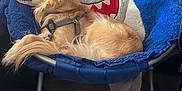 Bullseye is registered to the contest to win money with this photo: dog, sleeping, chair, blue, shark, plush, furniture, indoor, pet, cozy, relaxed, fur, tail, harness, nose, ears, wood_floor, comfort, rest, cute