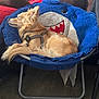 dog, sleeping, chair, blue, shark, plush, furniture, indoor, pet, cozy, relaxed, fur, tail, harness, nose, ears, wood_floor, comfort, rest, cute