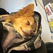 Bullseye is registered to the contest to win money with this photo: dog, sleeping, blanket, cozy, indoor, golden_fur, pet, resting, face, snug, fur, cute, relaxing, animal, peaceful, home, comfort, portrait, wrapped, soft