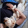 Bullseye is registered to the contest to win money with this photo: dog, person, arm, hand, jeans, black_shirt, cushion, bed, fur, relaxing, sleeping, indoor, pet, resting, comfort, casual, canine, closeup, human, nap