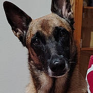 Perle a rejoint le concours — aidez-le/la à gagner de superbes lots ! animal, canine, dog, germanshepherd, hound, pet, policedog, puppy, snout