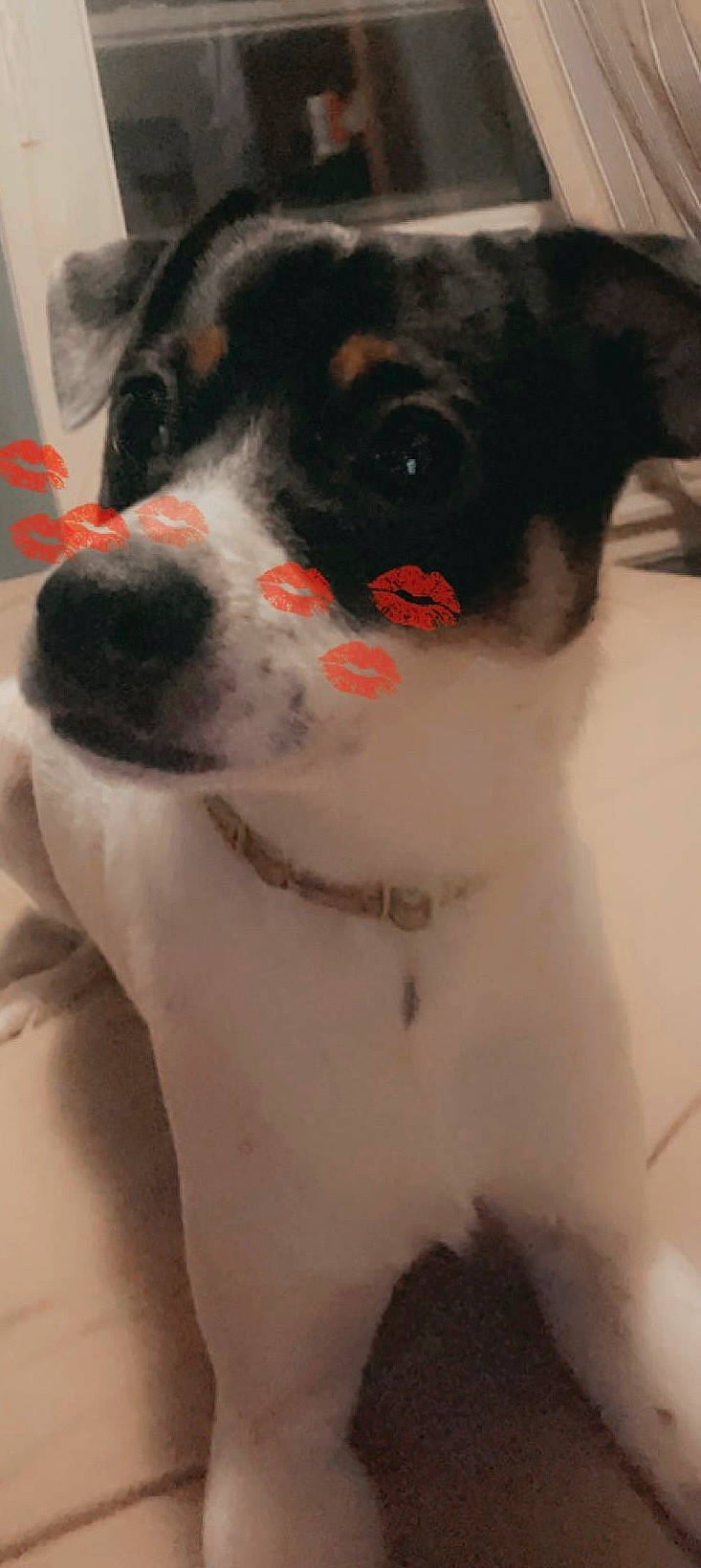 Bimbo joined the competition — help win amazing prizes! ancient_dog_breeds, canidae, carmine, carnivore, collar, companion_dog, dog, dog_breed, dog_collar, fawn, fur, non_sporting_group, snout, sporting_group, whiskers, working_animal, working_dog