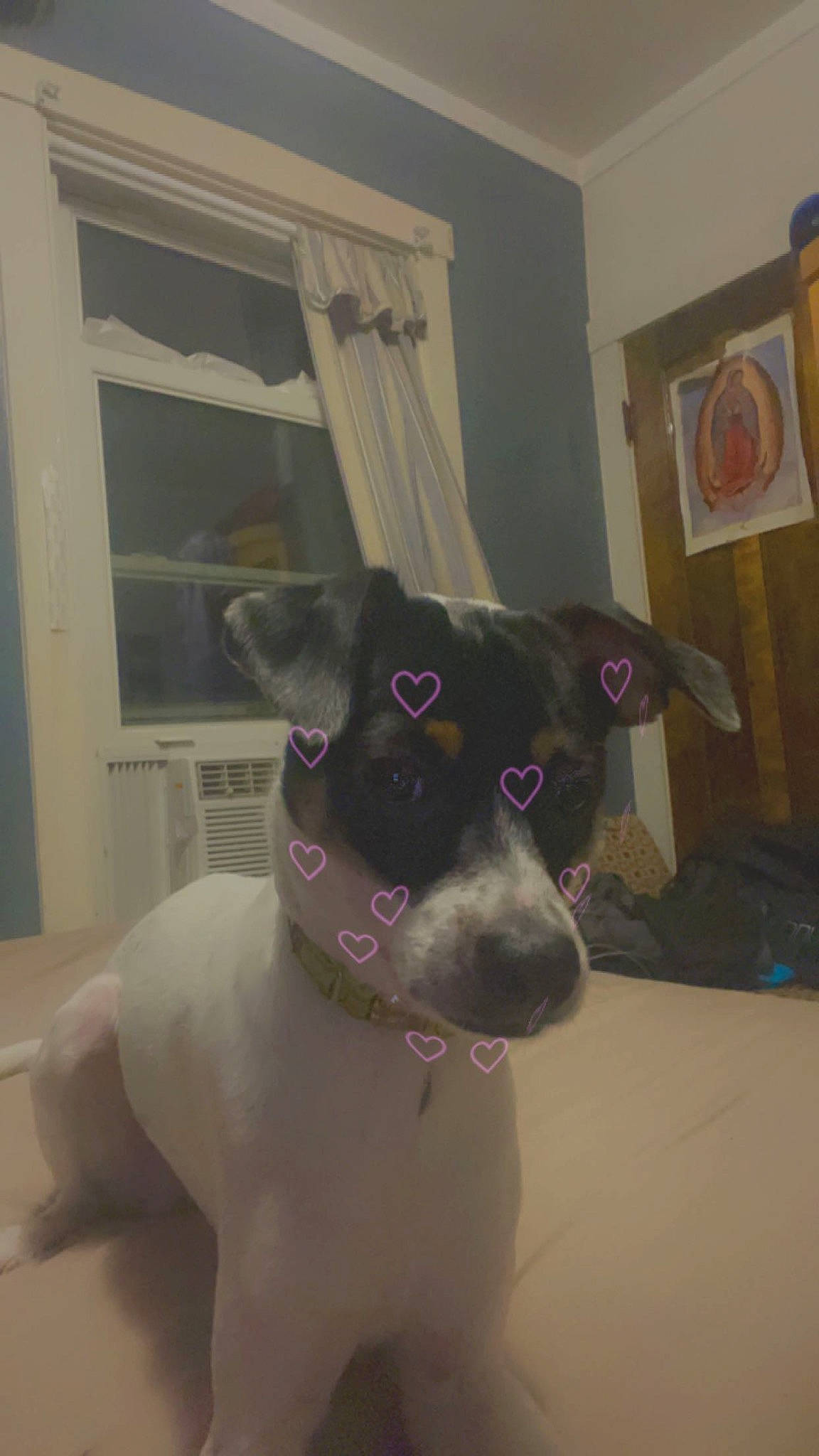 Bimbo joined the competition — help win amazing prizes! canidae, carnivore, collar, companion_dog, curtain, dog, dog_breed, dog_collar, ear, fawn, fixture, flooring, hardwood, pet_supply, snout, sporting_group, whiskers, window, wood, working_animal