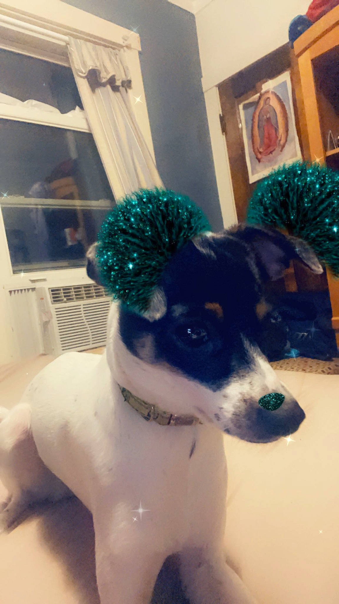 Bimbo joined the competition — help win amazing prizes! canidae, carnivore, chair, collar, companion_dog, dog, dog_breed, dog_collar, dog_supply, eyewear, fashion_accessory, fawn, fur, pet_supply, plumbing_fixture, serveware, snout, sporting_group, whiskers, working_animal