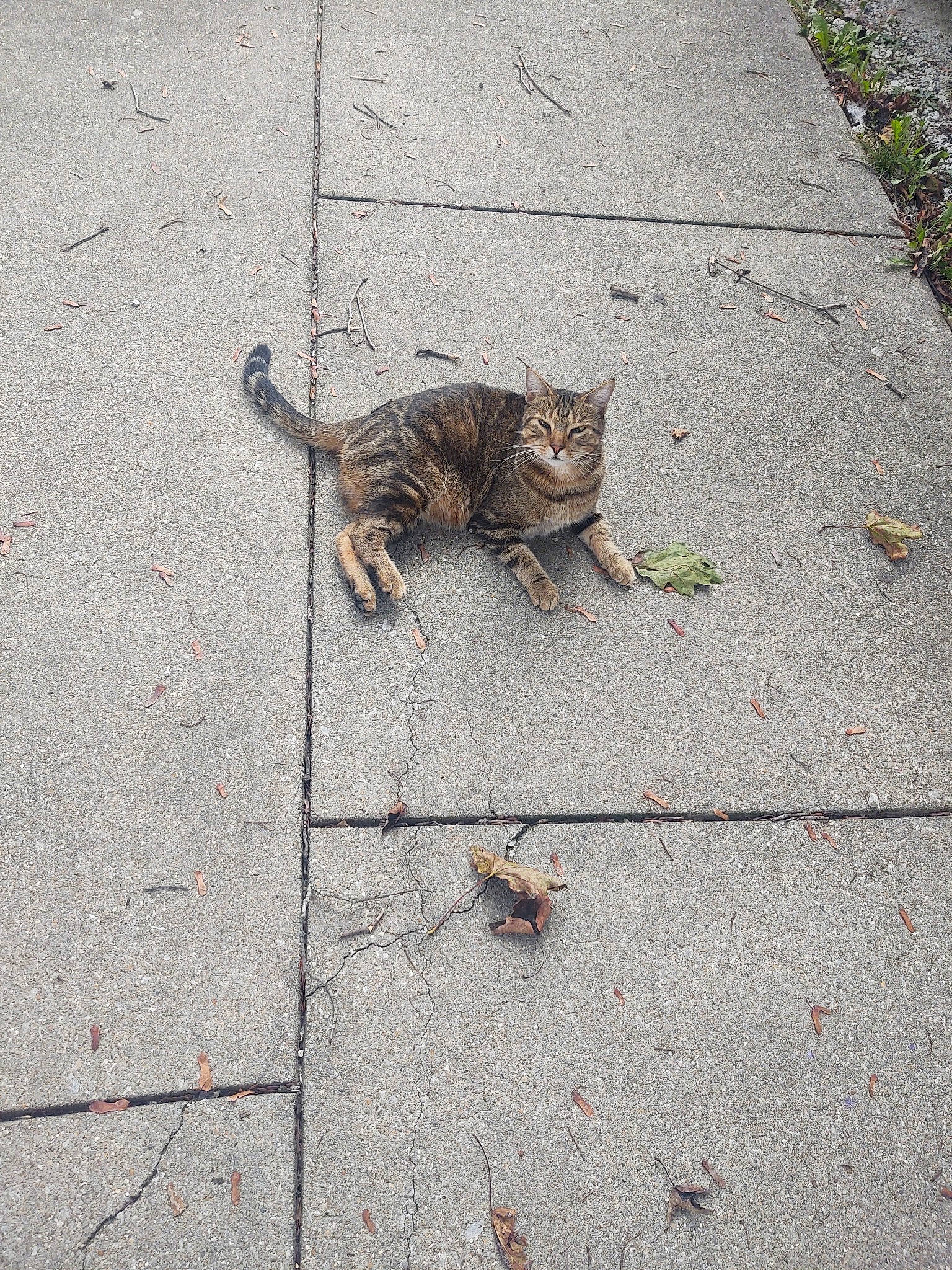Simba is registered to the contest to win money with this photo: asphalt, carnivore, cat, concrete, domestic_short_haired_cat, felidae, flagstone, floor, flooring, fur, grass, grey, road_surface, sidewalk, small_to_medium_sized_cats, snout, tail, terrestrial_animal, whiskers, wood