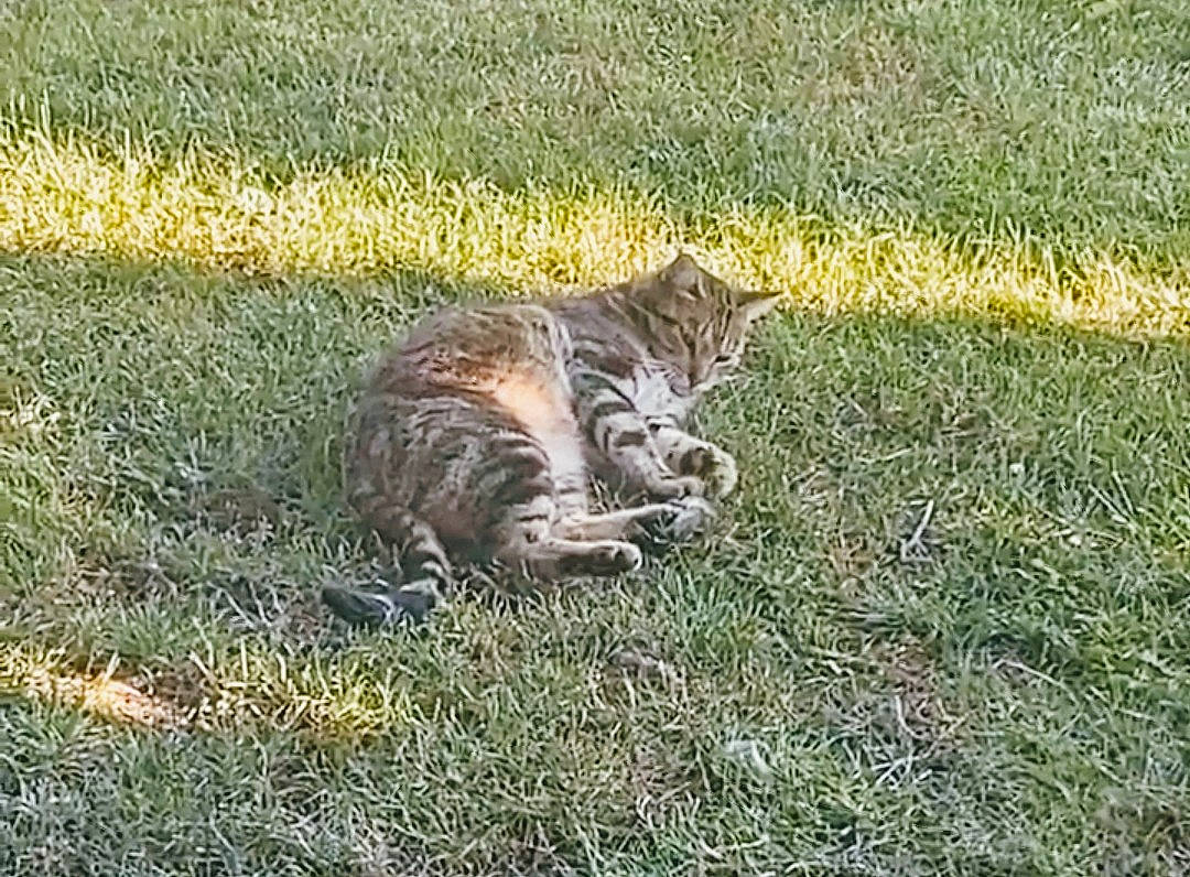 Simba joined the competition — help win amazing prizes! big_cats, carnivore, cat, domestic_short_haired_cat, felidae, fur, grass, grass_family, grassland, groundcover, paw, prairie, small_to_medium_sized_cats, snout, soil, tail, terrestrial_animal, whiskers, wildlife