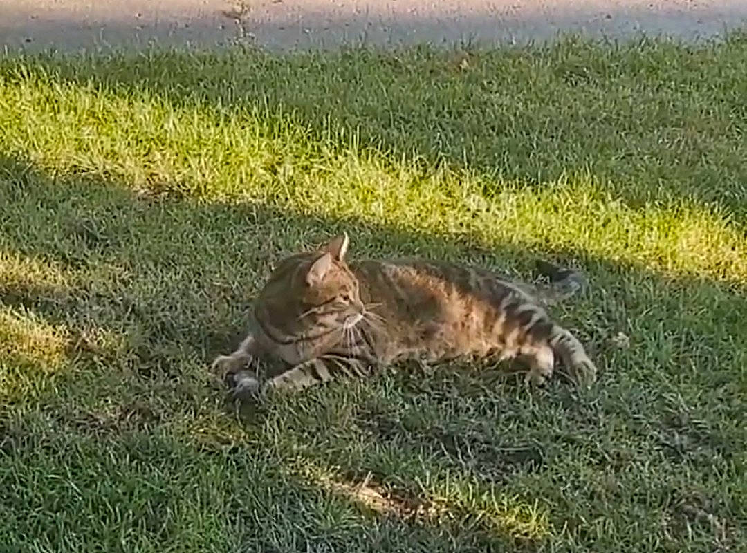 Simba is registered to the contest to win money with this photo: carnivore, cat, domestic_short_haired_cat, fawn, felidae, fur, grass, grassland, groundcover, landscape, pasture, prairie, small_to_medium_sized_cats, snout, soil, tail, terrestrial_animal, vertebrate, whiskers, wildlife