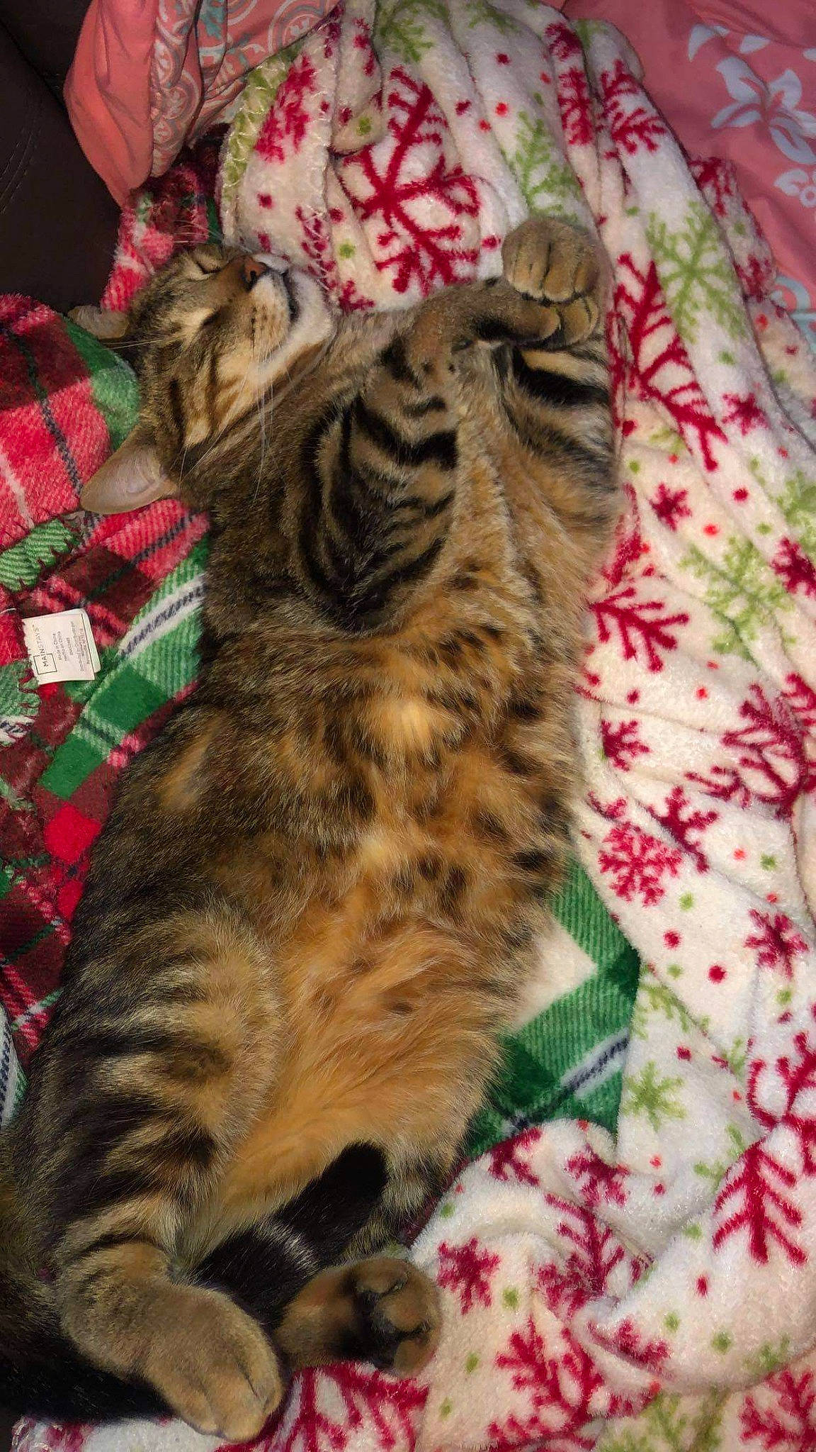 Simba is registered to the contest to win money with this photo: carnivore, cat, claw, comfort, domestic_short_haired_cat, fawn, felidae, fur, linens, nap, pattern, paw, plaid, small_to_medium_sized_cats, snout, tail, tartan, terrestrial_animal, textile, whiskers