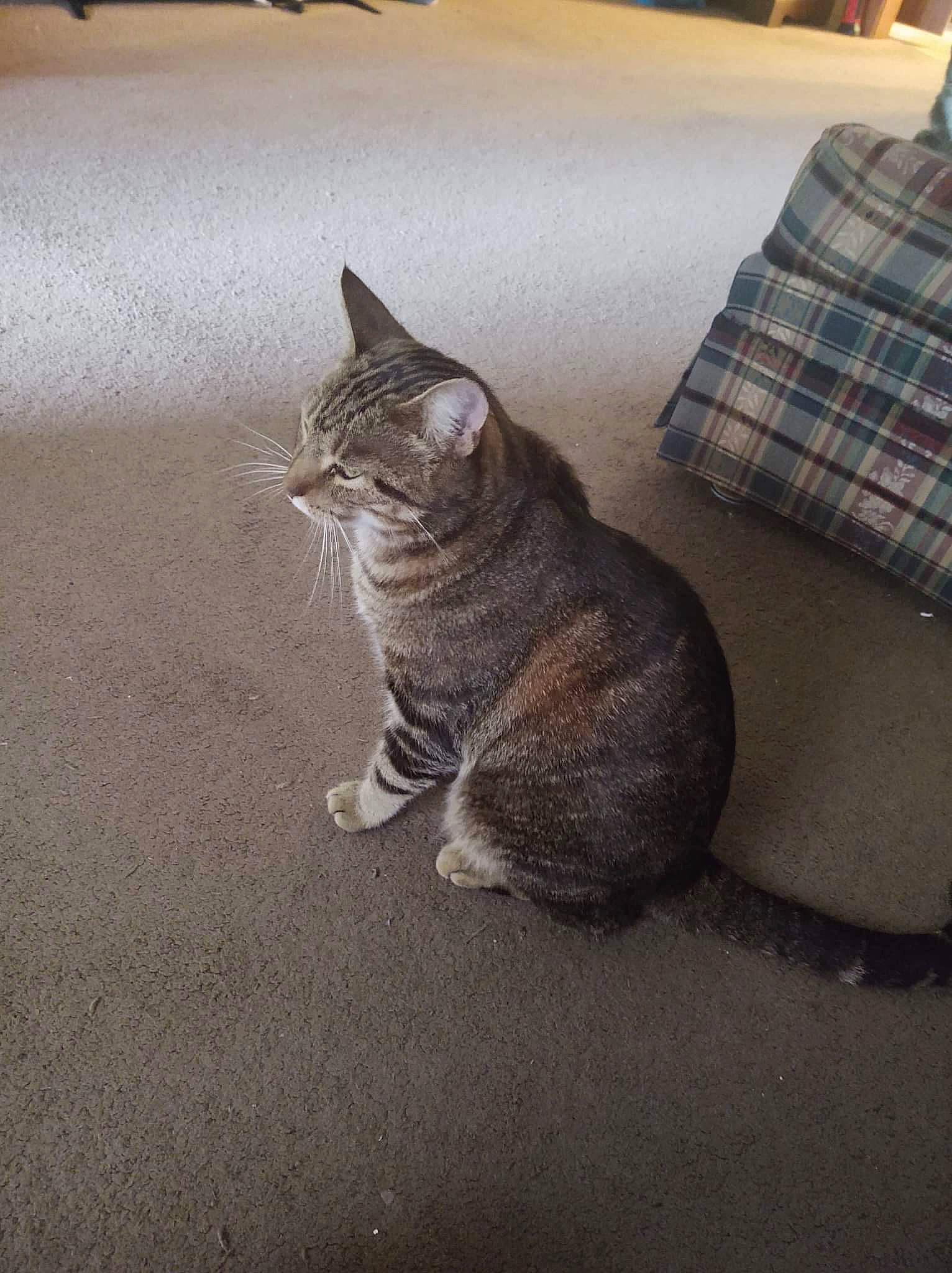 Simba is registered to the contest to win money with this photo: asphalt, carnivore, cat, comfort, couch, domestic_short_haired_cat, eye, felidae, floor, flooring, fur, grey, plaid, road_surface, small_to_medium_sized_cats, snout, tail, tartan, whiskers, wood