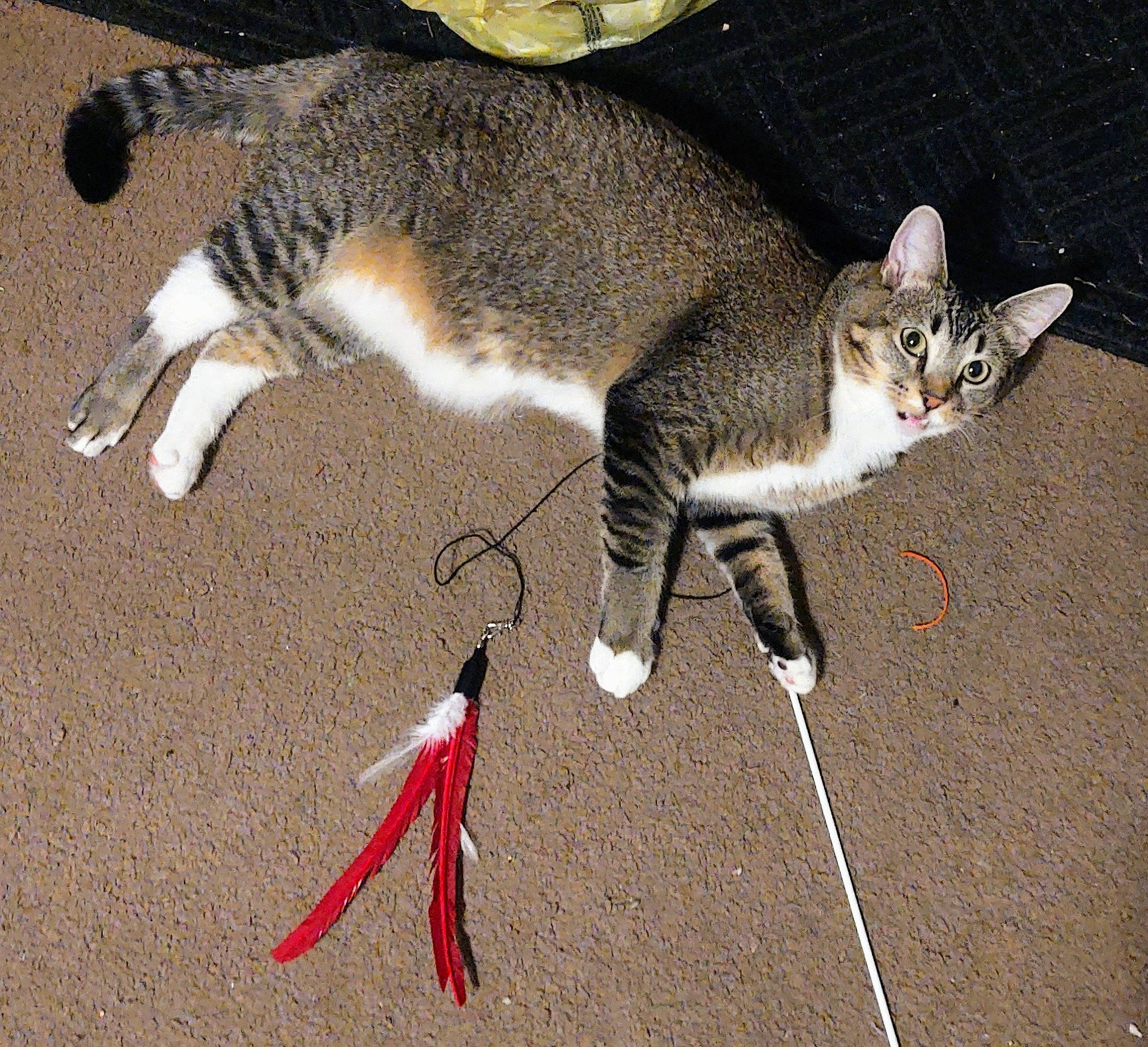 Freya is registered to the contest to win money with this photo: carnivore, cat, claw, domestic_short_haired_cat, felidae, foot, fur, paw, small_to_medium_sized_cats, tail, terrestrial_animal, whiskers, wildlife