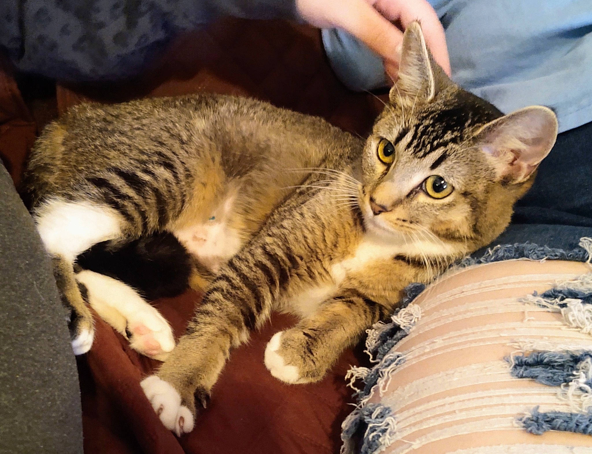 Freya joined the competition — help win amazing prizes! carnivore, cat, claw, comfort, domestic_short_haired_cat, felidae, fur, mammal, paw, sitting, small_to_medium_sized_cats, snout, tail, vertebrate, whiskers, wood