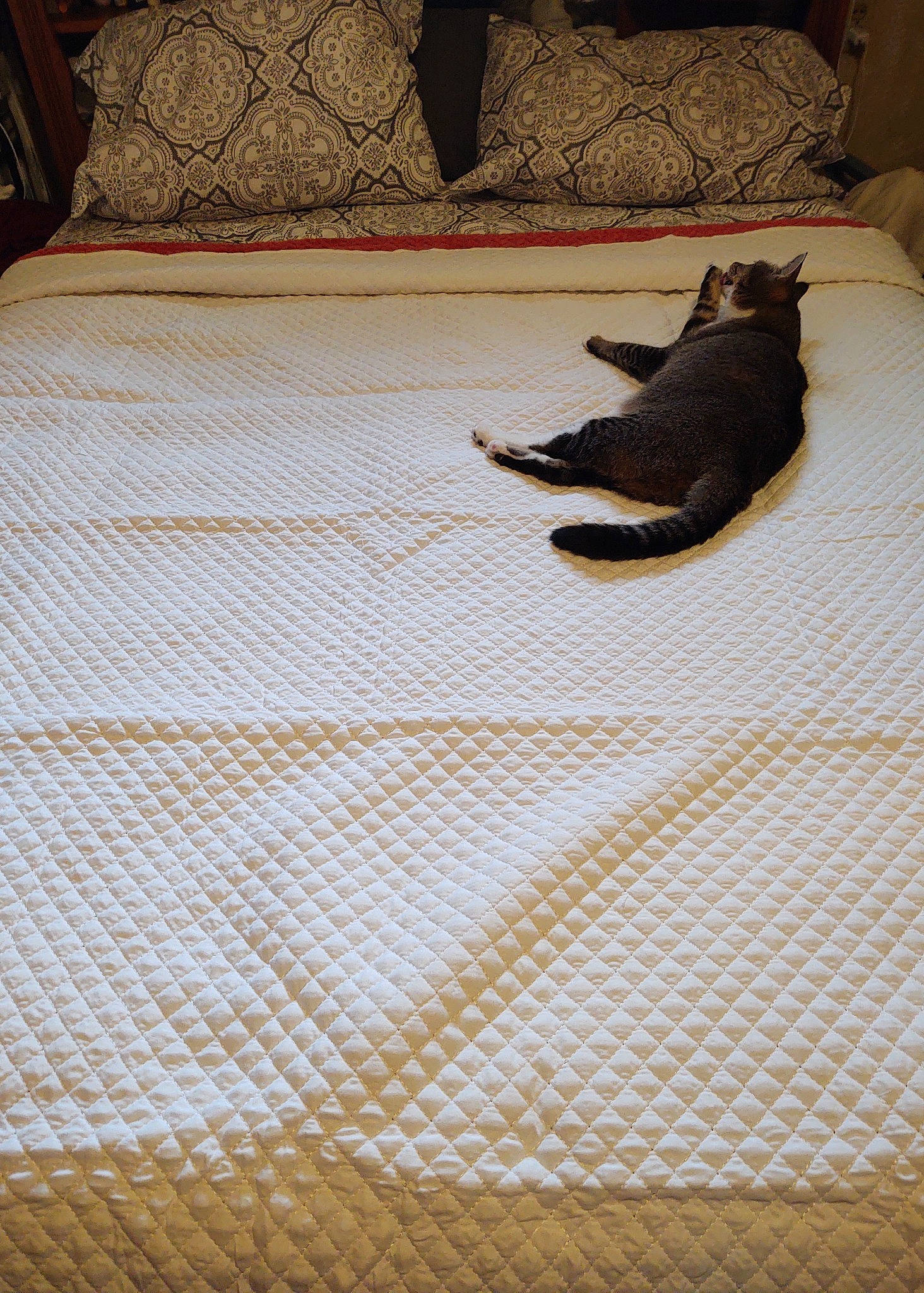 Freya is registered to the contest to win money with this photo: bed, bed_sheet, bedding, bedroom, carnivore, comfort, companion_dog, dog, felidae, floor, flooring, grey, hardwood, linens, pattern, tail, textile, tints_and_shades, wood, wood_flooring