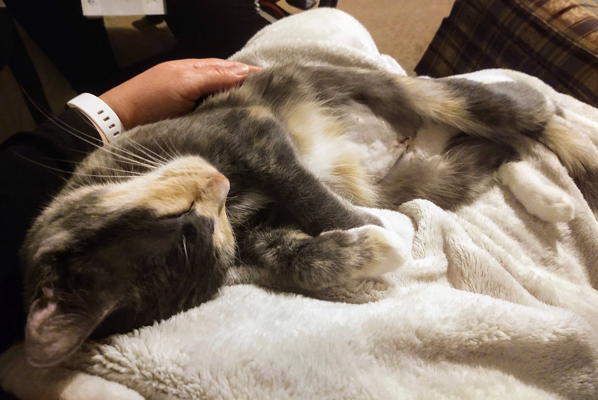 Nala joined the competition — help win amazing prizes! canidae, carnivore, cat, claw, comfort, companion_dog, dog_breed, domestic_short_haired_cat, felidae, fur, nail, nap, paw, small_to_medium_sized_cats, snout, sporting_group, tail, terrestrial_animal, watch, whiskers