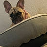 dog, french_bulldog, pet, animal, canine, wide_ears, wrinkled_face, short_snout, tan_coat, black_mask, indoors, couch, blanket, furniture, bedroom, home, portrait, peeking, cute, funny