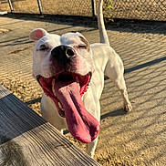 Bentley is registered to the contest to win money with this photo: dog, white_dog, tongue_out, happy, outdoor, sunny, fence, wooden_bench, smiling, pet, canine, playful, close_up, animal, daytime, tongue, paw, tail, shadow, ground