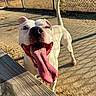 dog, white_dog, tongue_out, happy, outdoor, sunny, fence, wooden_bench, smiling, pet, canine, playful, close_up, animal, daytime, tongue, paw, tail, shadow, ground