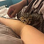 kitten, tabby, arm, tattoo, blanket, bed, cozy, sleepy, soft, human, pet, animal, cute, small, feline, resting, indoor, comfort, closeup, warm