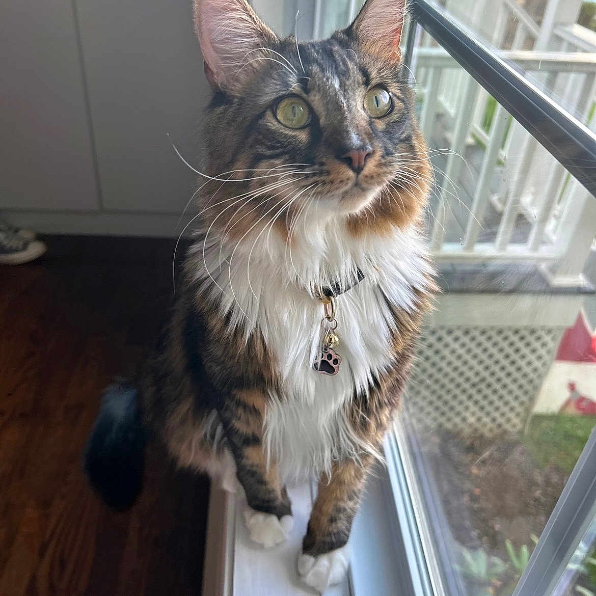 Milo joined the competition — help win amazing prizes! cat, collar, curious, domestic_animal, fluffy, fur, green_eyes, home, indoor, looking_out, natural_light, paw_print, pet, tabby, tag, whiskers, white_paws, window, windowsill, wooden_floor