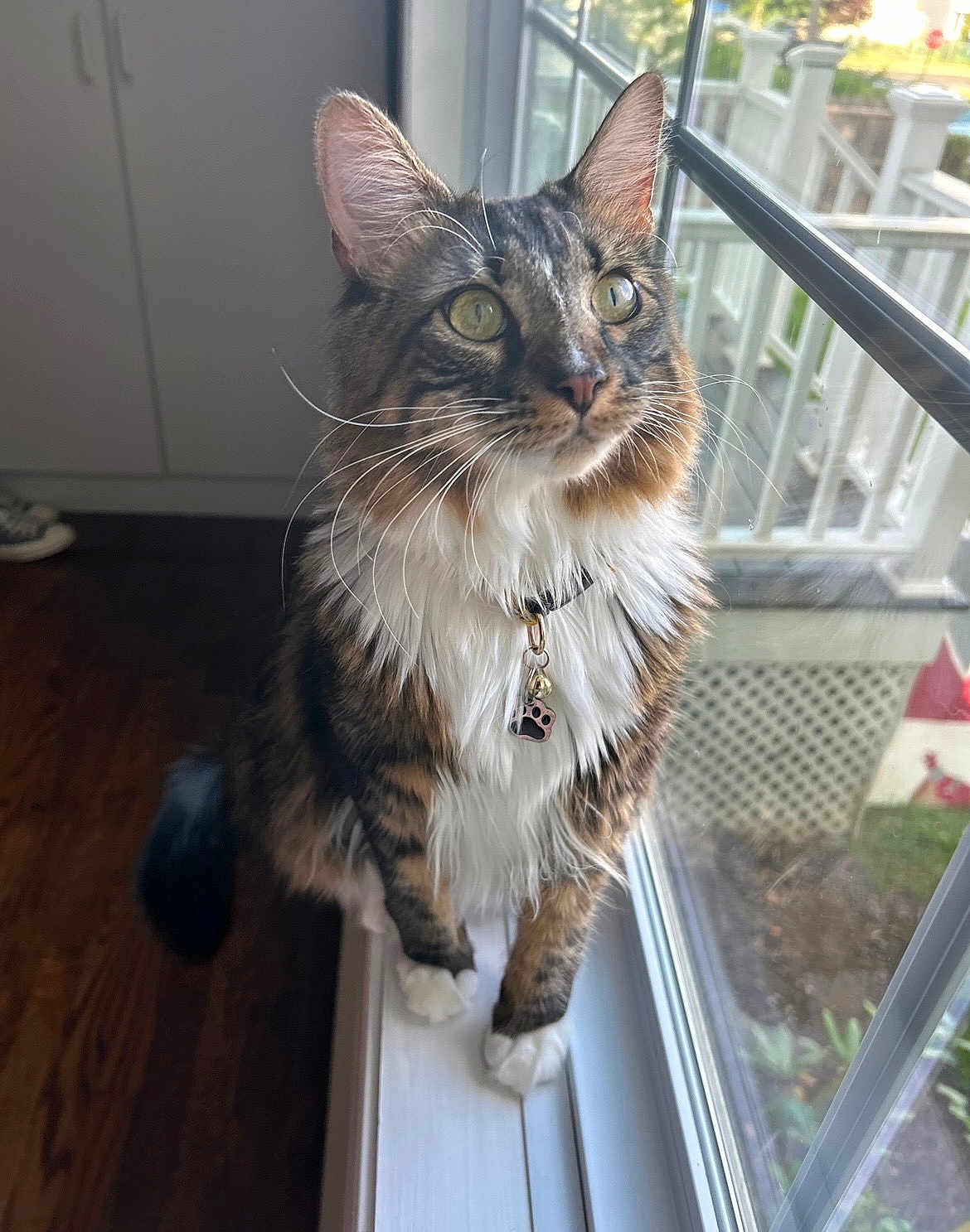 Milo joined the competition — help win amazing prizes! cat, fluffy, windowsill, indoor, pet, collar, tag, paw_print, green_eyes, fur, whiskers, domestic_animal, looking_out, natural_light, wooden_floor, window, home, curious, tabby, white_paws