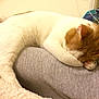 Princess is registered to the contest to win money with this photo: