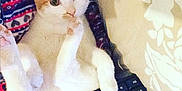 Princess is registered to the contest to win money with this photo: