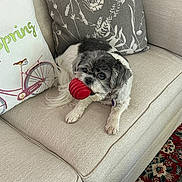 Bella is registered to the contest to win money with this photo: dog, small_dog, fluffy, black_and_white, toy, red_toy, chewing, couch, sofa, pillows, floral_pillow, bicycle_pillow, indoor, living_room, pet, collar, tag, carpet, patterned_rug, portrait
