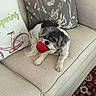 dog, small_dog, fluffy, black_and_white, toy, red_toy, chewing, couch, sofa, pillows, floral_pillow, bicycle_pillow, indoor, living_room, pet, collar, tag, carpet, patterned_rug, portrait