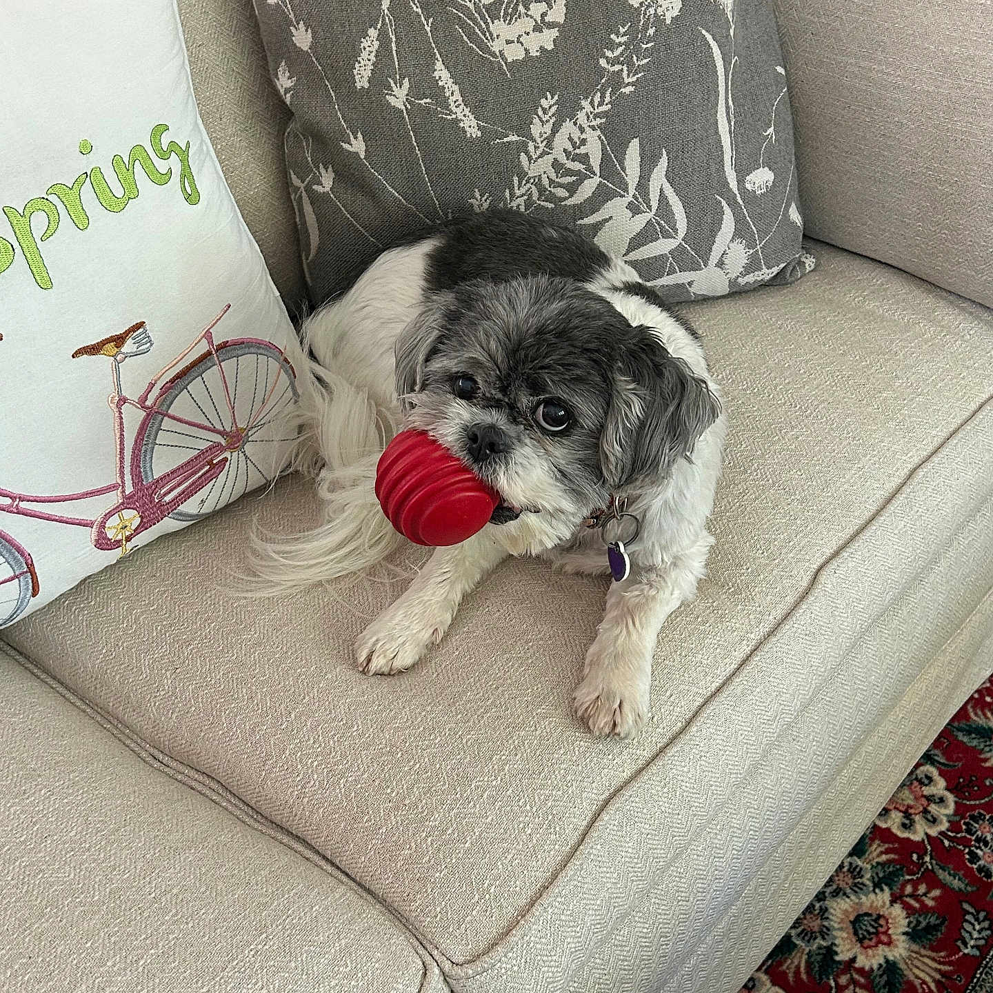 Bella is registered to the contest to win money with this photo: dog, small_dog, fluffy, black_and_white, toy, red_toy, chewing, couch, sofa, pillows, floral_pillow, bicycle_pillow, indoor, living_room, pet, collar, tag, carpet, patterned_rug, portrait