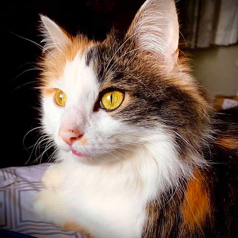 Gracie
