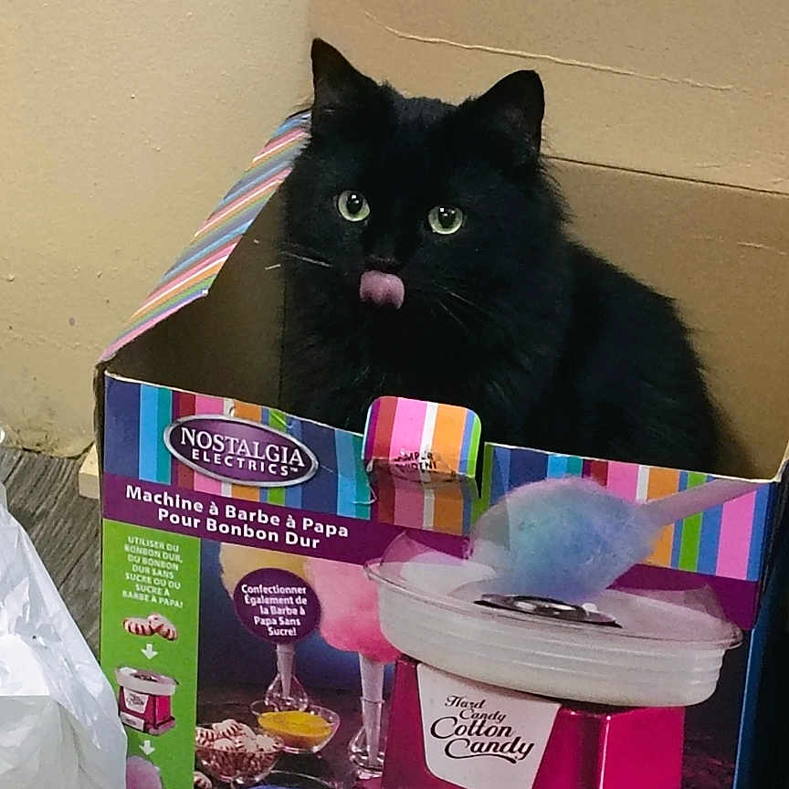 Shadow joined the competition — help win amazing prizes! animal, bag, blackcat, bodypart, box, cardboard, carton, cat, computer, drawer, electronics, furniture, indoors, kitten, manx, mouth, person, pet, purple, tongue