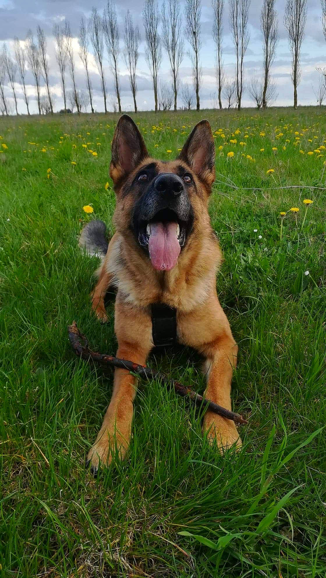 Jypsie participe au concours pour gagner de l'argent avec cette photo : belgian_shepherd, belgian_shepherd_malinois, canidae, carnivore, dog, dog_breed, east_european_shepherd, fawn, german_shepherd_dog, grass, king_shepherd, kunming_wolfdog, mammal, old_german_shepherd_dog, police_dog, shiloh_shepherd_dog, snout, tervuren, vertebrate, working_dog